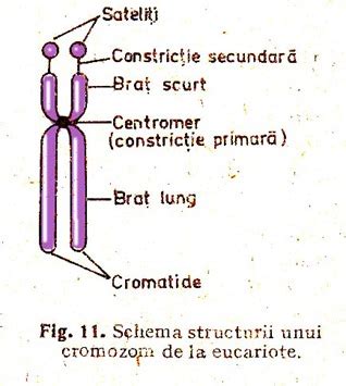 Structura palindromica a cromozomului Y
