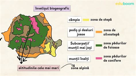Reprezentare schematica a cromozomului Y cu regiunile AZF