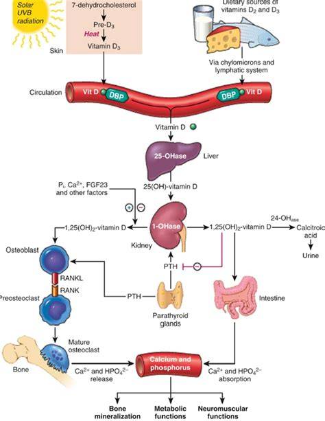 Infografic despre metabolismul vitaminei D, absorbția calciului și rolul său în osifierea oaselor
