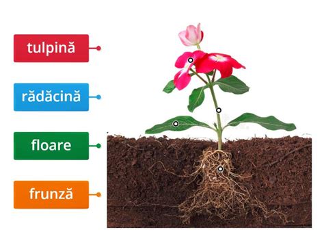 Planșă cu părțile plantei: rădăcină, tulpină, frunze