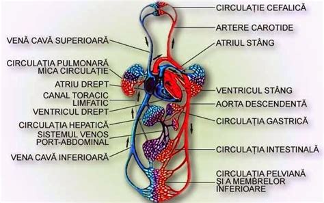 Infografie: Circulația bilirubinei în organism și principalele etiologii ale icterului