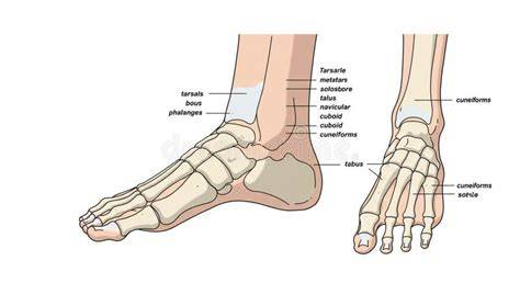 Diagrama anatomiei piciorului (regiuni: retromedial, mijloc, față) pentru înțelegerea talus valgus