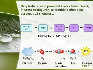 Grafic procesual: fluxul reîntoarcerii din CCC