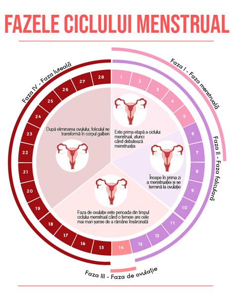 Infografic: ciclul menstrual și perioadele fertile