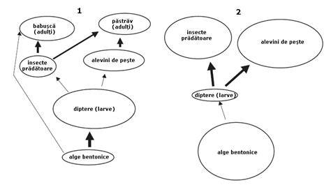 Schema simplificată a parametrilor spermogramei
