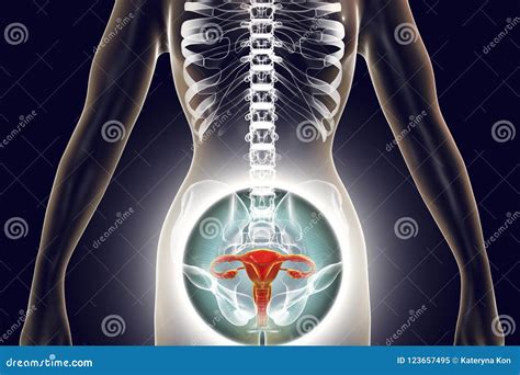 Anatomia zonei genitale