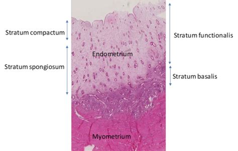 Infografie despre structura endometrului: Stratum basalis si Stratum functionalis