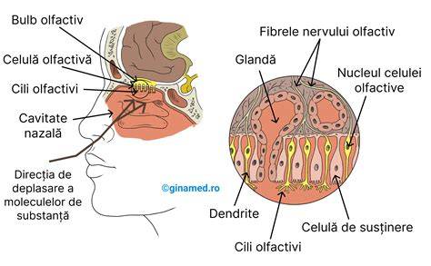 Diagramă: Procesul olfactiv de la nas la creier