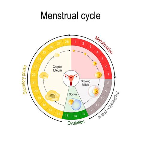 Diagrama ciclului menstrual și a ferestrei fertile