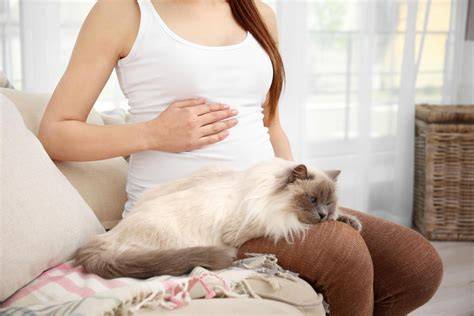 Infografic: cum se transmite toxoplasmoza si masuri de preventie in timpul sarcinii