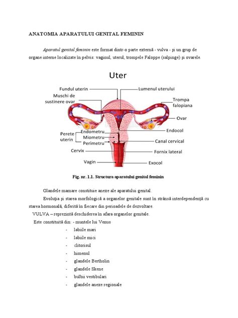 Infografic: Anatomia aparatului reproducător feminin