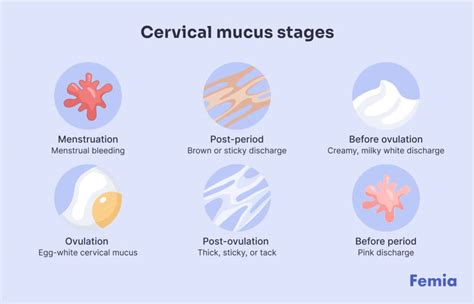 Ilustrație a diferitelor tipuri de mucus cervical pe parcursul ciclului