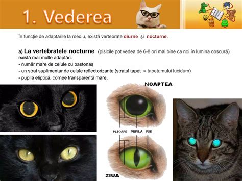 Dezvoltarea vederii la nou-născut