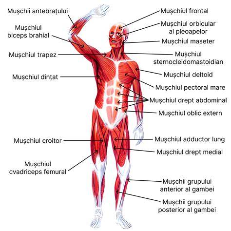 Diagramă a sistemului musculo-scheletal la copil