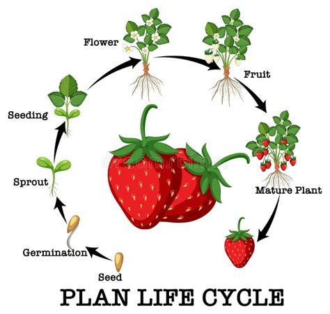 Diagramă: „Ciclul de transmisie al febrei galbene”