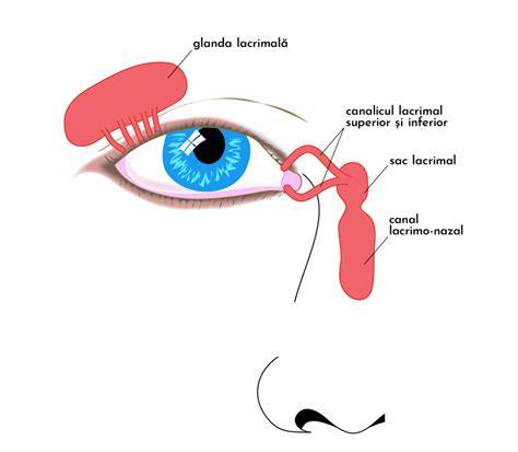 Schema drenaj canal lacrimal și blocare congenitală