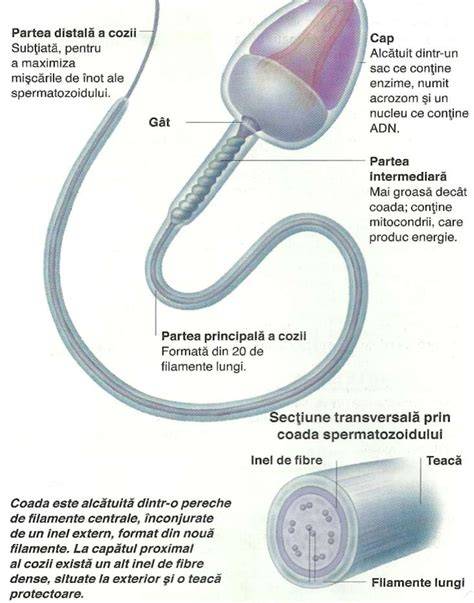 Structura tipică a spermatozoidului