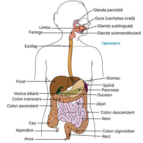 Infografic privind componentele reglementării apetitului: hipotalamus, hormoni și sistemul digestiv