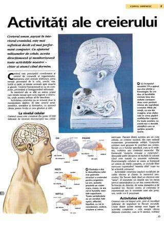 Infografic: Cronologia dezvoltării creierului în timpul expunerii la muzică de la bebeluș la adolescent