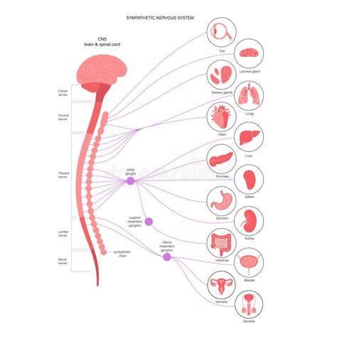 Diagrama neuro-hipocampală a conexiunilor sonore creier-cadru