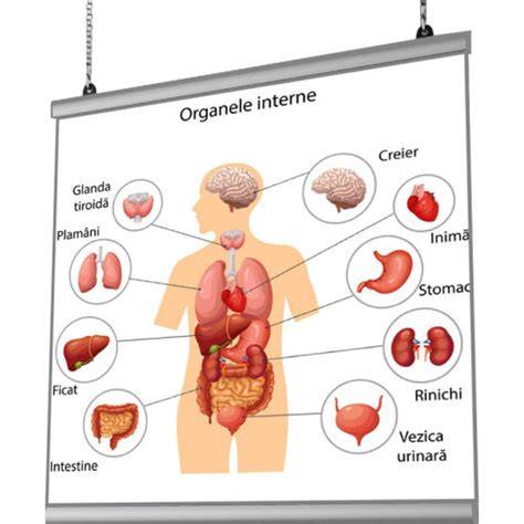 Infografic: Schimbările majore ale organelor în sarcină