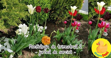 Schema comparativă MFA vs morfologia trimestrul II