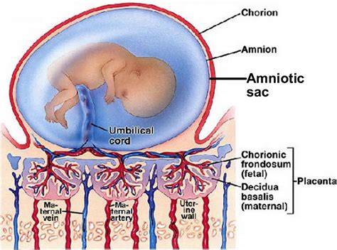 Infografic: Lichid amniotic - componente, roluri si evolutie in sarcina