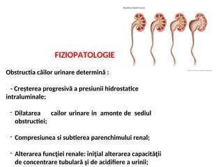 Schema flux renal în sarcină: creșterea GFR, dilatarea pielocaliceală, creșterea riscului de infecții urinare