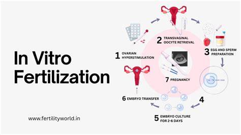 Infografic:Maturarea in vitro vs.FIV - flux procesual