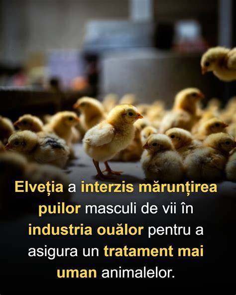 Diagrame de siguranță pentru prepararea cărnii și ouălor