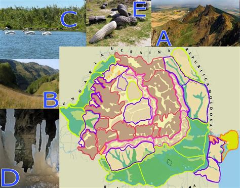 Diagramă secțiuni vestuță: număr de ochiuri în diferite zone (gât, față, spate, margini)