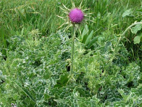 armurariu - Silybum marianum