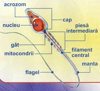 Diagrama unui spermatozoid: cap, partea intermediara, flagel si rolul fiecarui segment in fertilizare