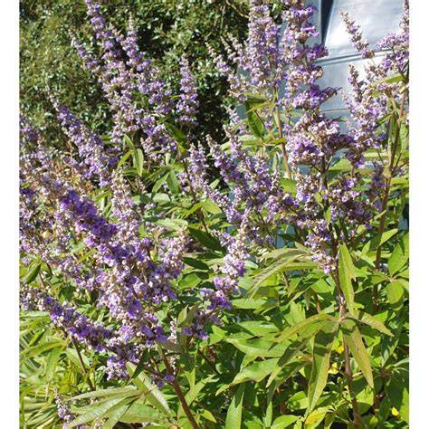 Imagine: Vitex Agnus-Castus - un arbust cu fructe, utilizat în medicină tradițională