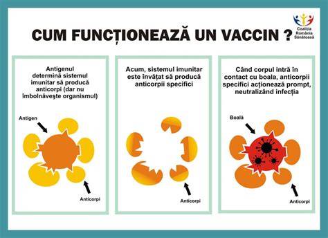 Infografic: cum functioneaza vaccinul ROR si ce afectiuni protejeaza
