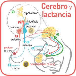 Schema procesului hormonal al lactației: prolactina, oxitocina, and relaxarea pentru ejectie