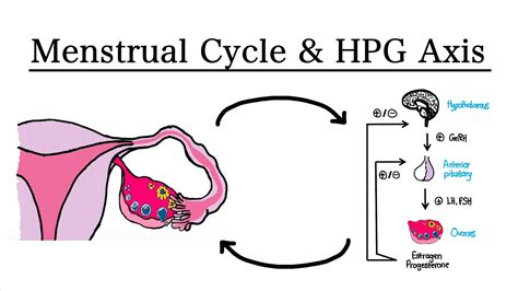 Infografa: Ciclu hormonal ovarian si potentialele efecte ale lăptișorului de matcă asupra HPO axis