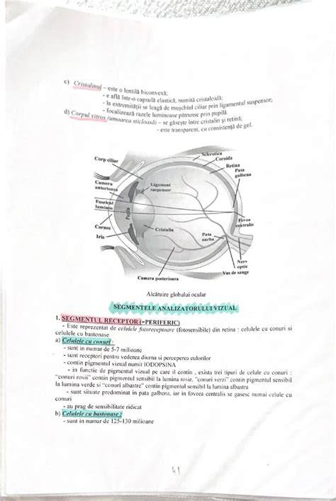 Ghid vizual: structură și segmente ale liniei TENA Slip