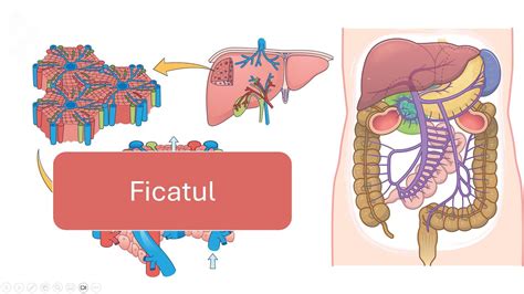 Infografic: Calea bilirubinei în organism și rolul ficatului în metabolizarea sa