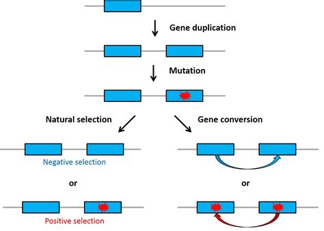 Diagrama care prezintă diferitele tipuri de mutații genetice în fibroza chistică