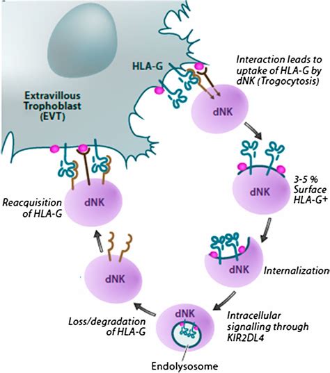 Diagrama interfeței feto-materno: HLA-G, NK uterin,placentă, trombocite, cytokine