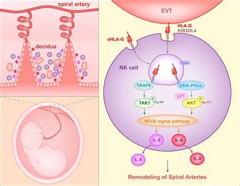 Interfața feto-maternă: rolul NK uterin, HLA-G, MHC-I, IL-10, TGF-β