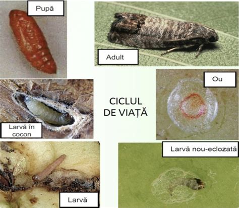 Infografic: ciclul iritațiilor de scutec - cum se formează și cum se tratează