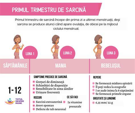 Infografic: cum se calculează săptămânile de sarcină și datele de naștere