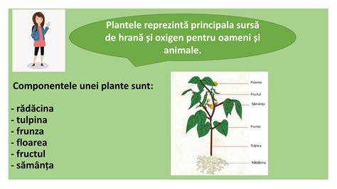 Infografic: componentele comune ale vitaminelor prenatale