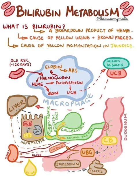 Infografic: Procesul de metabolism al bilirubinei la nou-născut