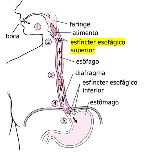 diagrame_sfincter_esofagian.jpg