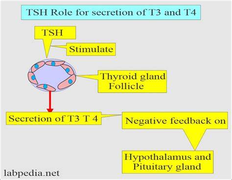 Schema legăturii TSH, T3, T4 cu fertilitatea