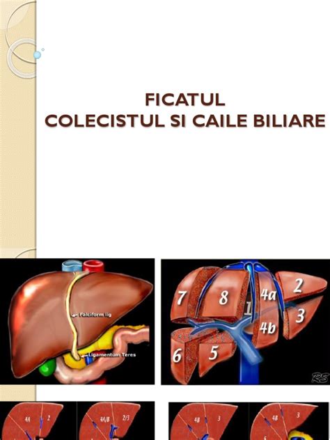 Infografic: Drumul bilirubinei prin ficat și căile biliare