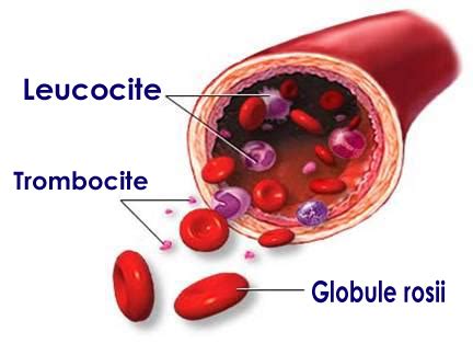 Imagini despre sange, maduva osoasa si hematologie pediatrica